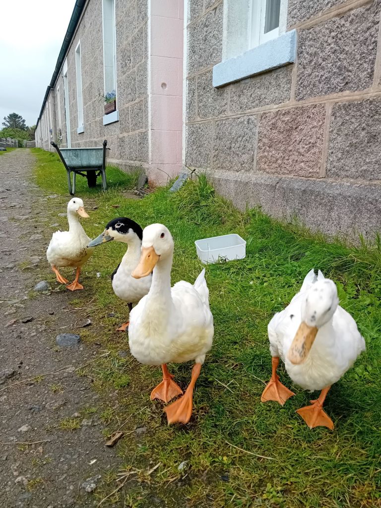 Ducks showing genuine interest